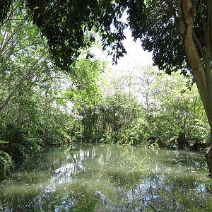 Natural Pond