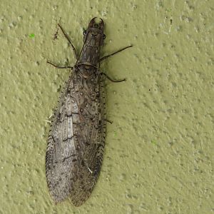 Dobsonfly
