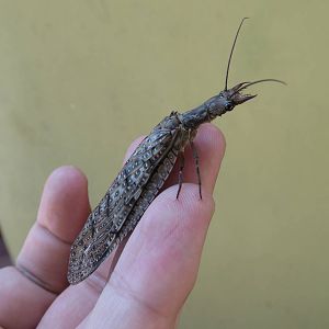 Dobsonfly