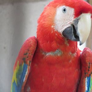 Scarlet macaw
