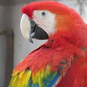 Scarlet macaw