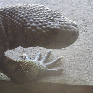 Beaded lizard