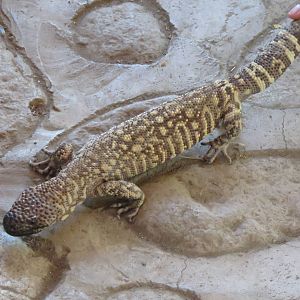 Gila monster
