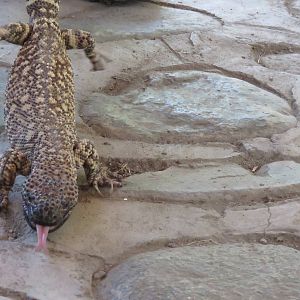 Gila monster
