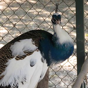 Piebald peacock