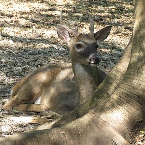 White-tailed deer