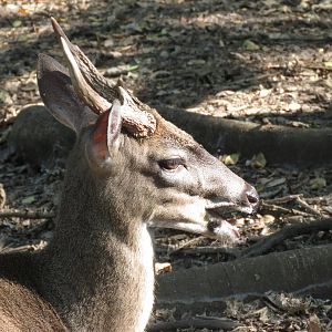 White-tailed deer