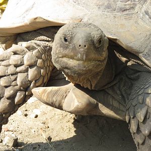 African spurred tortoise