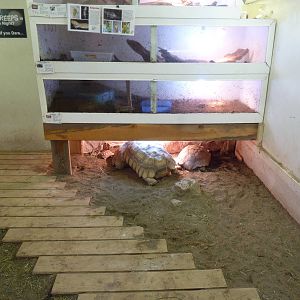 Assorted Terrariums + Tortoise Enclosure