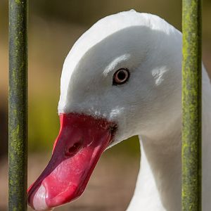 Coscoroba swan : Cotswold WP : 26 Mar 2015