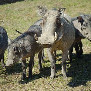 Warthogs