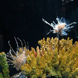 Lionfish