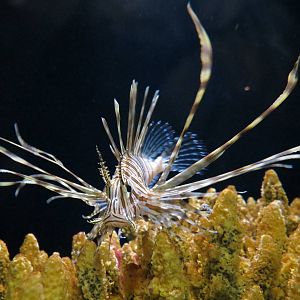 Lionfish