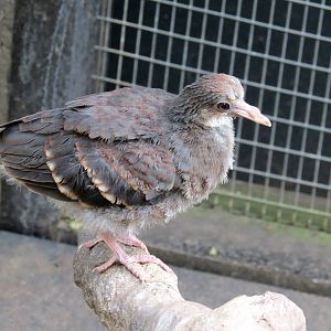 Bleeding Heart Dove chick