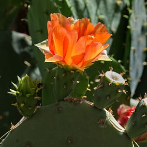 cactus blossom