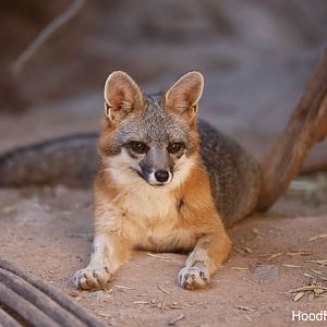 gray fox