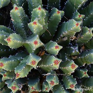 moroccan mound spurge