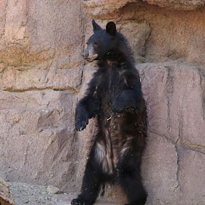 juvenile black bear