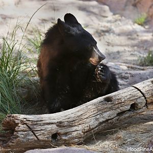 juvenile black bear