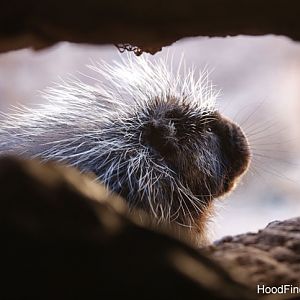 n american porcupine