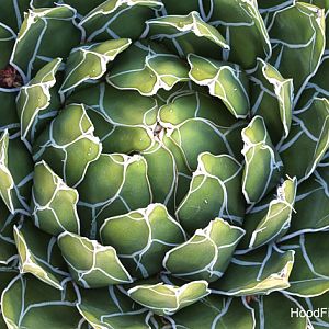 queen victoria agave