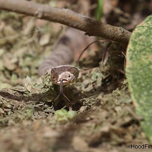 speckled rattlesnake
