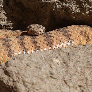 tiger rattlesnake