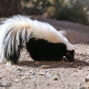 striped skunk