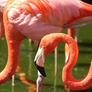 Caribbean flamingos, April 2015
