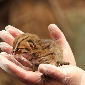 Rusty-spotted cat, April 2015
