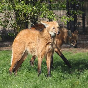 Maned wolves, April 2015