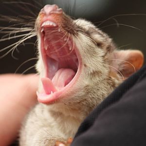 Banded palm civet, April 2015