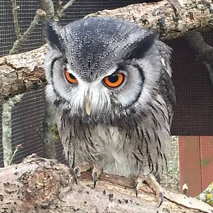 White Faced Owl