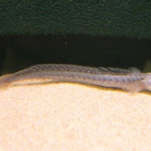 Violet goby