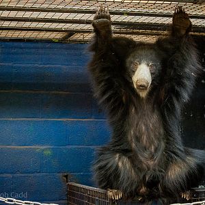 Sri Lankan sloth bear : Whipsnade : 01 Feb 2015