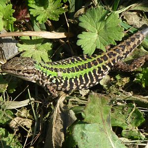 Italian Wall Lizard 31.3.15