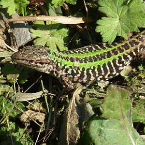 Italian Wall Lizard 31.3.15