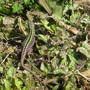 Italian Wall Lizard 31.3.15