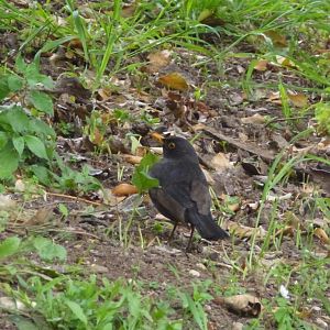 Common blackbird 4.4.15