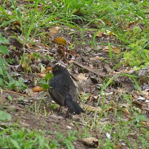 Common blackbird 4.4.15