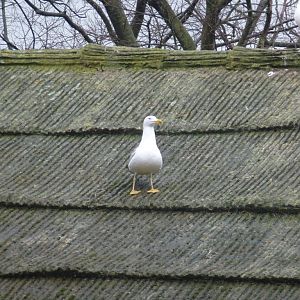 Bioparco di Roma 5.4.15