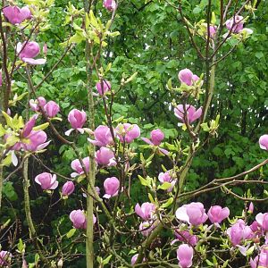 Bioparco di Roma 5.4.15