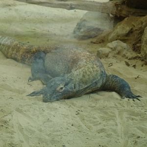 Komodo dragon 5.4.15