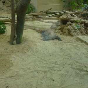 Komodo dragon 5.4.15