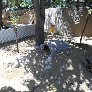 Future Tasmanian devil exhibit