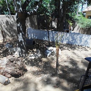 Future Tasmanian devil exhibit