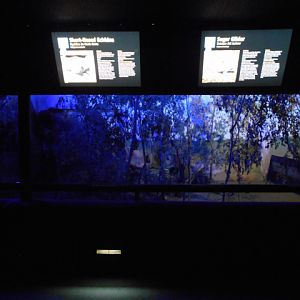Australia House interior