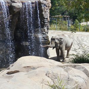 LAphant drinking from waterfall