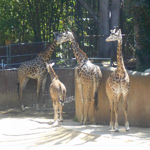Gratuitous LA giraffeage