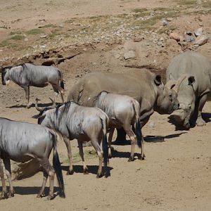 Final northern white rhino visit?